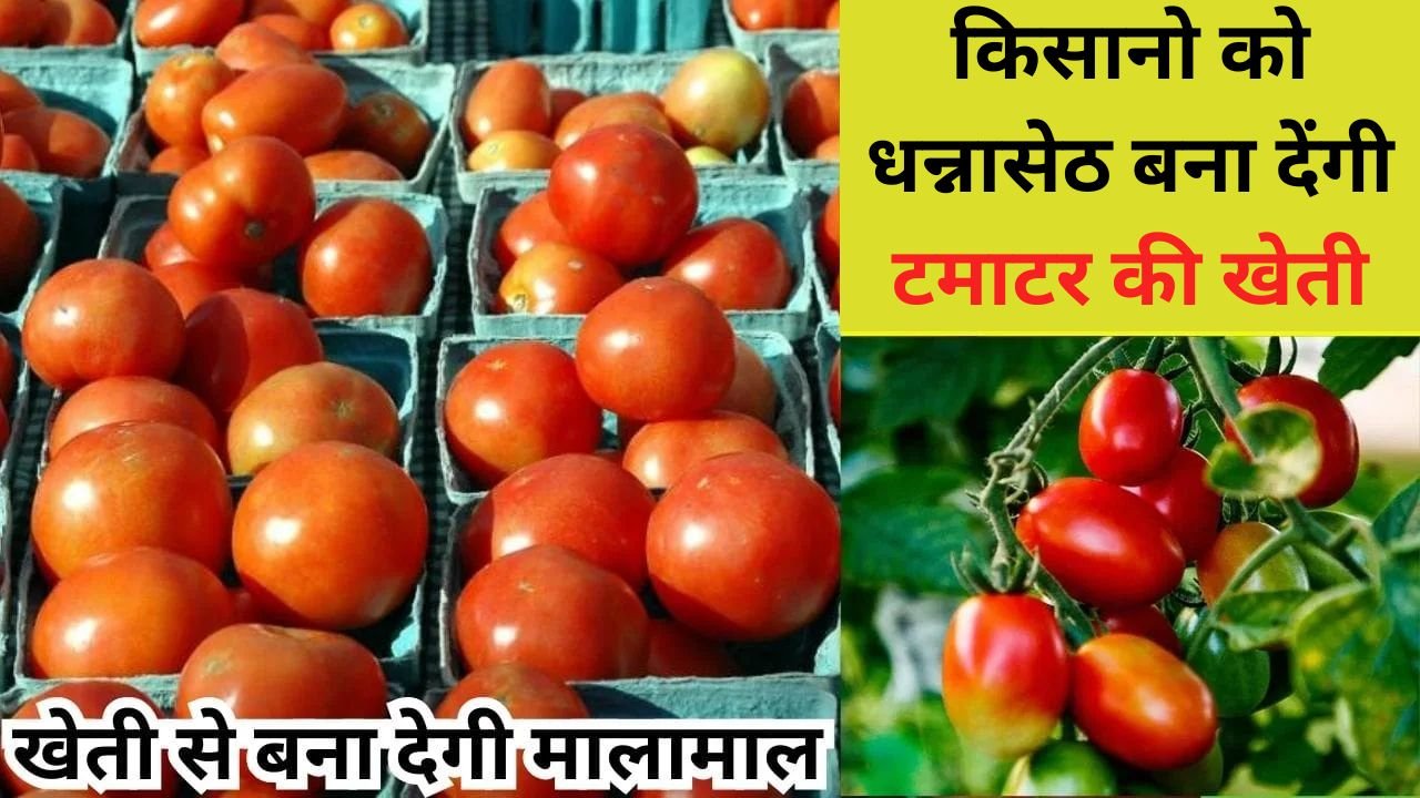 किसानो को धन्नासेठ बना देंगी टमाटर की खेती, अंधाधुन उपज के साथ जबरदस्त कमाई से हो जायेंगे मालामाल