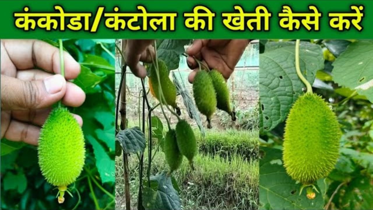 सेहत का खजाना और मुनाफे की खान है यह खास सब्जी की खेती, एक बार खेती कर होगी अंधाधुन कमाई