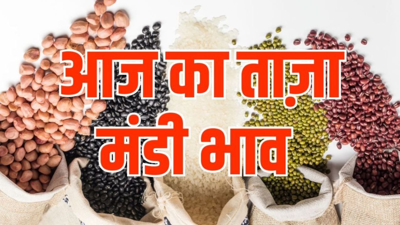 Today Mandi Bhav