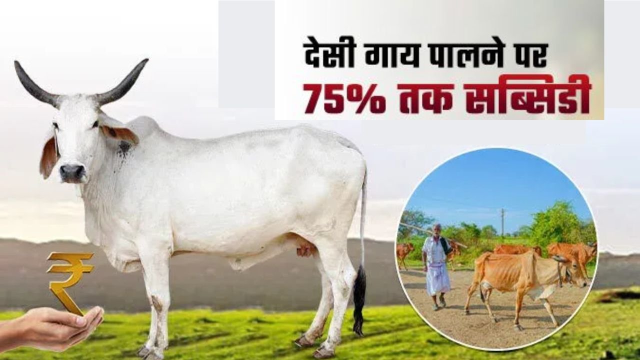 Cow Subsidy Scheme: देशी गाय पालने पर सरकार दे रही 75% तक सब्सिडी, जानें आवेदन पूरी प्रक्रिया