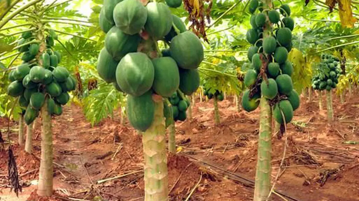 Papaya Farming Business