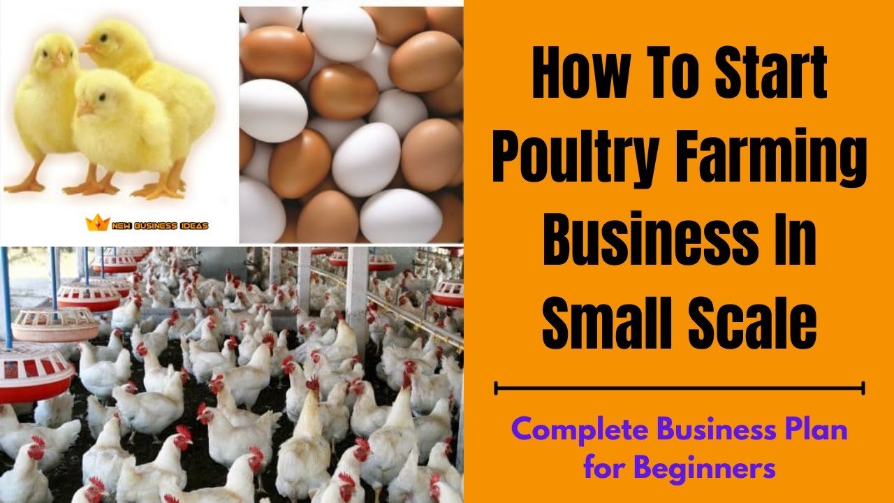 Poultry Farming Business