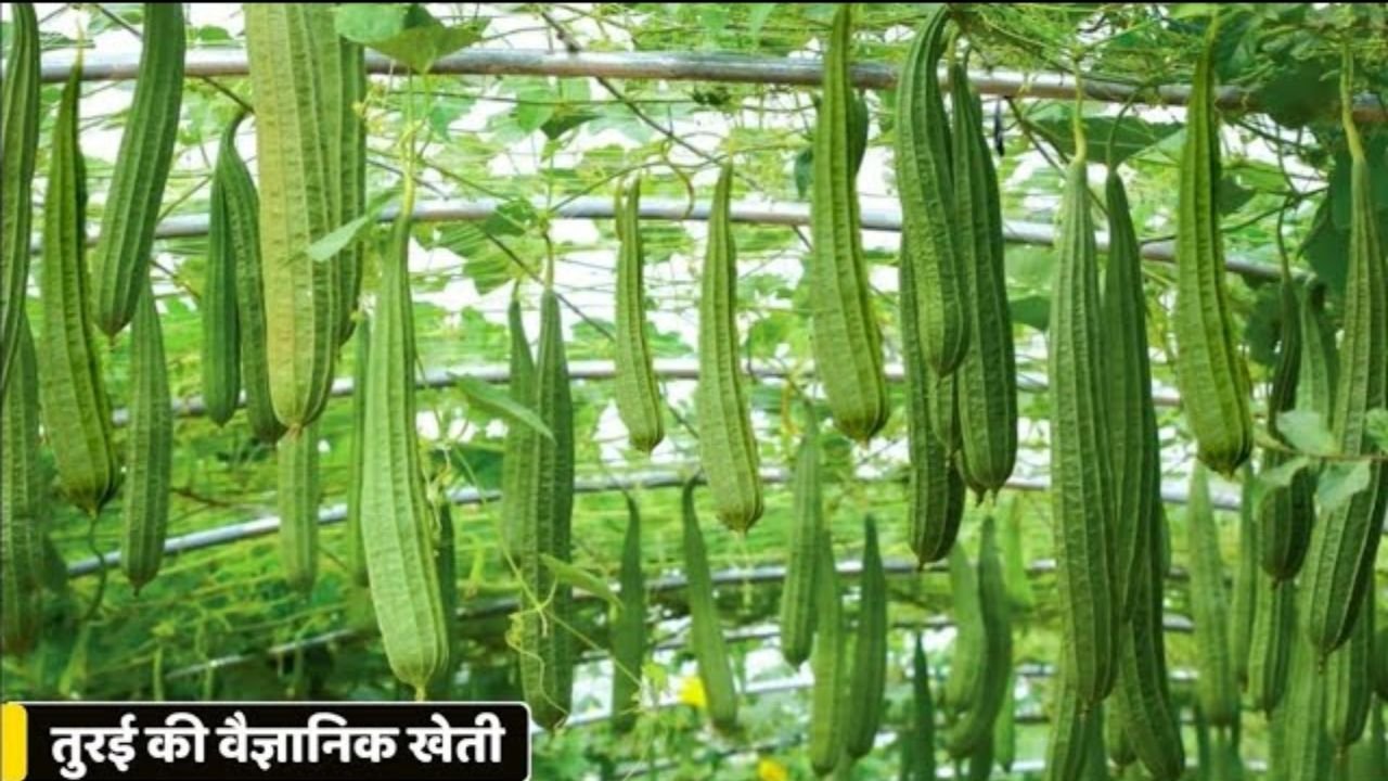 Torai Farming: मोटी कमाई करने के लिए करे तोरई की खेती, कम समय में बन जाओगे मालामाल
