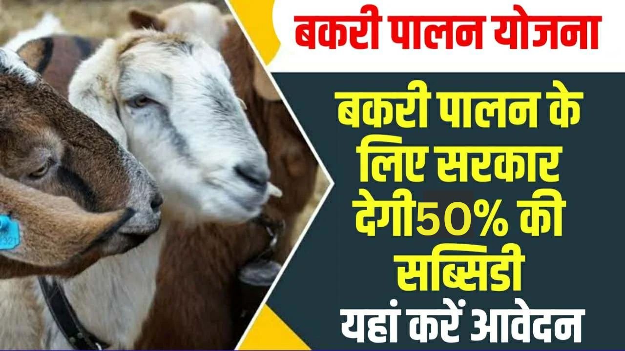 Bakri Palan Yojana 2025: बकरी पालन के लिए सरकार किसानों को दे रही 50% सब्सिडी, देखे यहाँ पूरी जानकारी