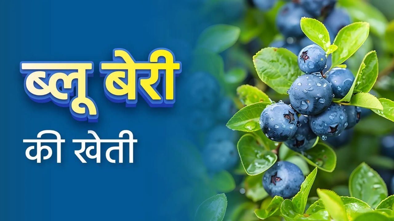 पैसो की झमाझम बारिश करा देगा इस अनोखे फल की खेती, कम खर्चे में होगा मोटा मुनाफा