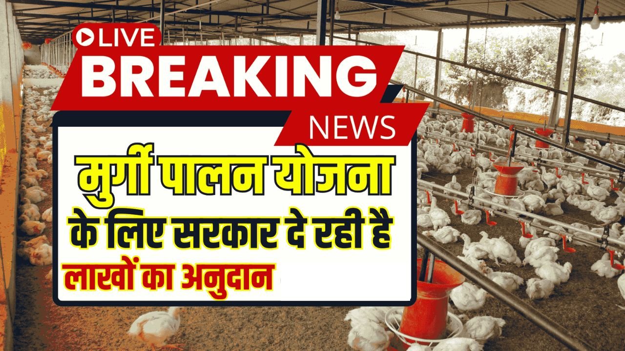 Murgi Palan Yojana 2025: मुर्गी पालन करने पर सरकार दे रही लाखों रुपये का अनुदान, अभी अप्लाई करें