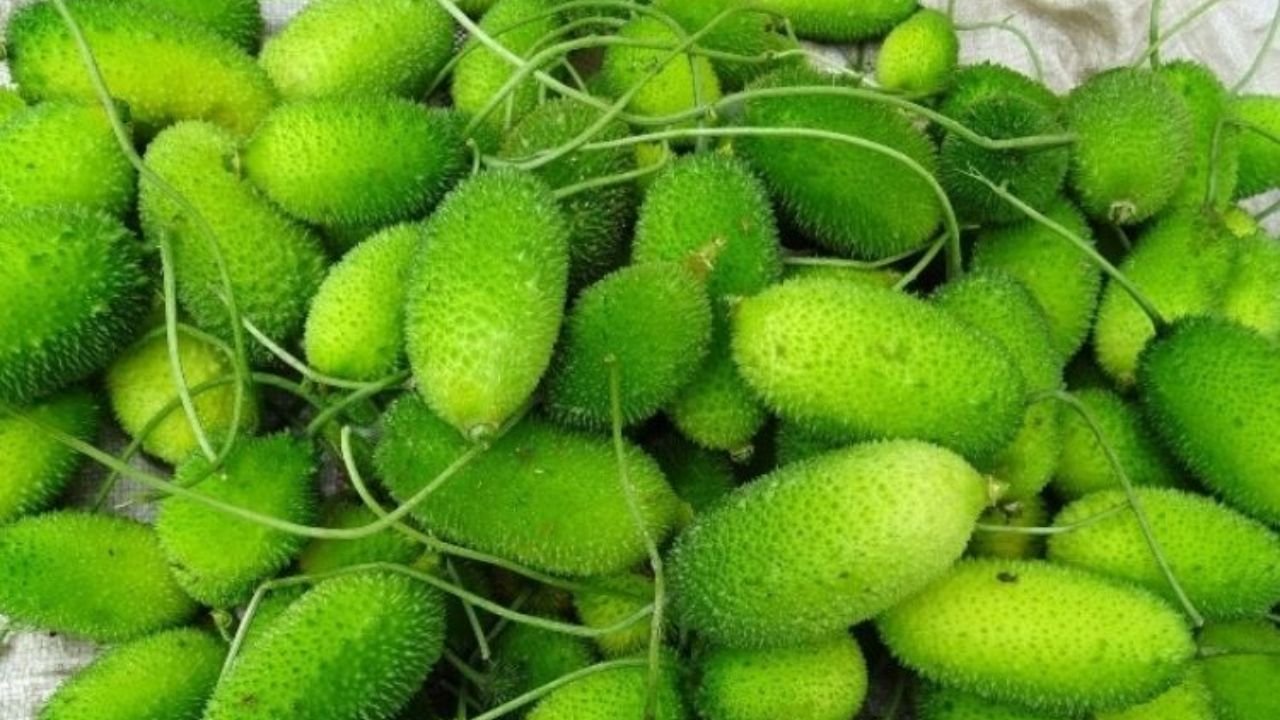 Kantola Farming: पैसो की झमाझम बारिश करा देगा इस अनोखी सब्जी की खेती, कम खर्चे में होगा मोटा मुनाफा, देखे पूरी डिटेल