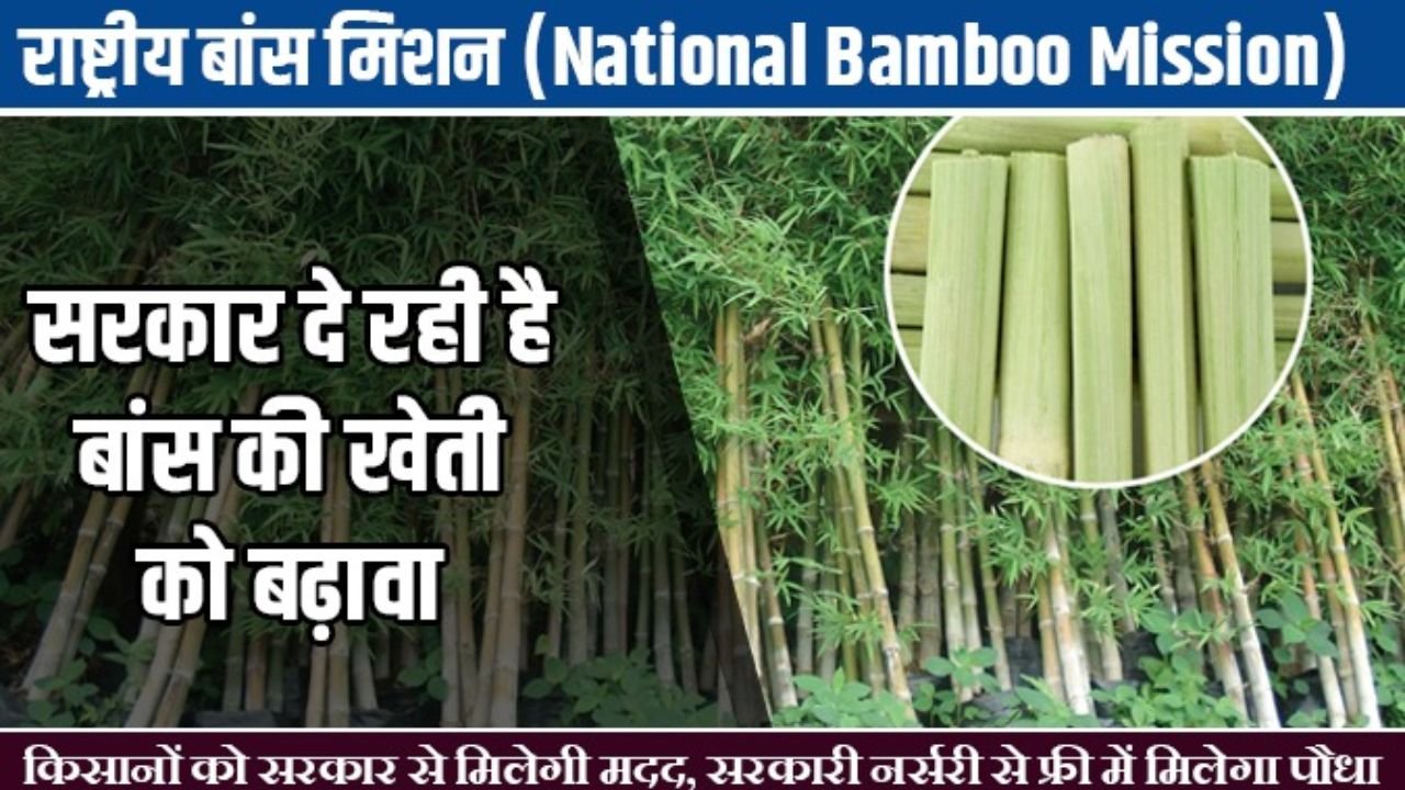 National Bamboo Mission Scheme: बास की खेती करने पर सरकार दे रही बंपर सब्सिडी, जाने पूरी जानकारी
