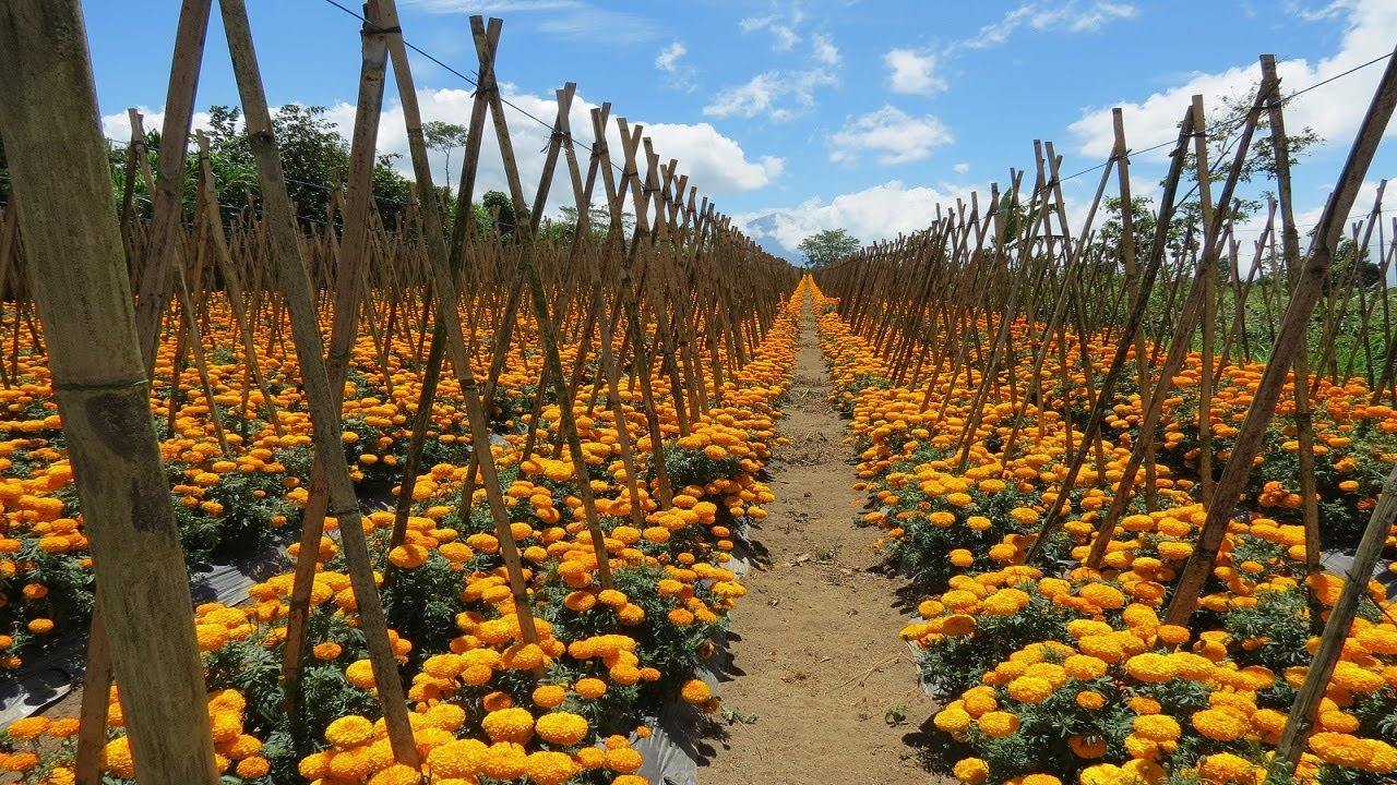 Marigold cultivation: किसान फूल की खेती से कर रहे लाखों की कमाई, जाने जानकारी