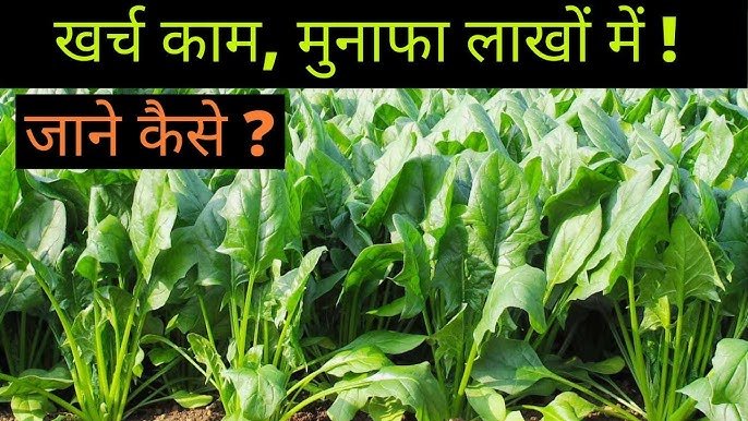 किसानों के लिए मुनाफे का सौदा है पालक की खेती, होगी तगड़ी कमाई, साल भर बनी रहती है मांग
