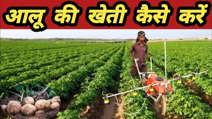 आलू की खेत